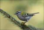 Firecrest