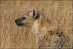 Fläckig hyena