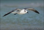 Gaviota reidora americana