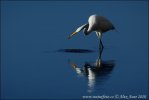 Great White Egret