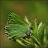 Grøn busksommerfugl