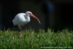 Ibis biały