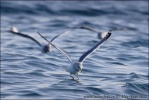 Larus glaucescens