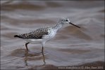 Marsh Sandpiper