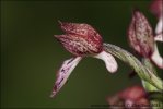 Orchis purpurea