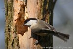 Parus montanus