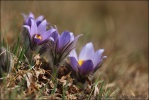 Pasque Flower