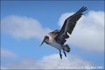 Pelecanus occidentalis urinator