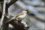 Prinia gracile