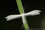Ptérophore blanc