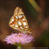 Queen of Spain Fritillary