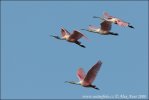 Roseate Spoonbill