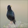 紫翅椋鸟