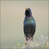 紫翅椋鸟