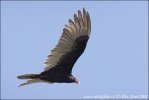 红头美洲鹫
