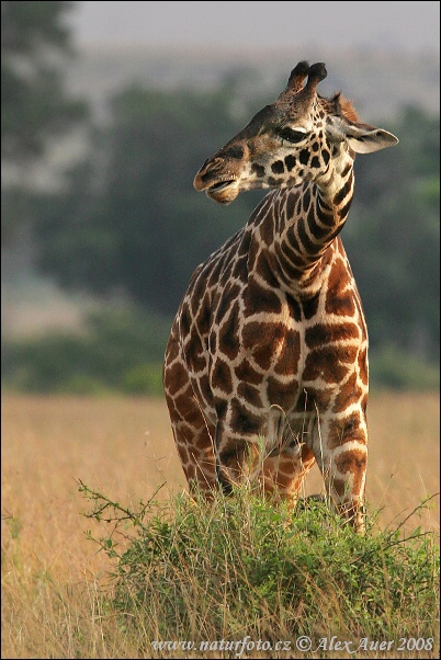 Żyrafa kenijska