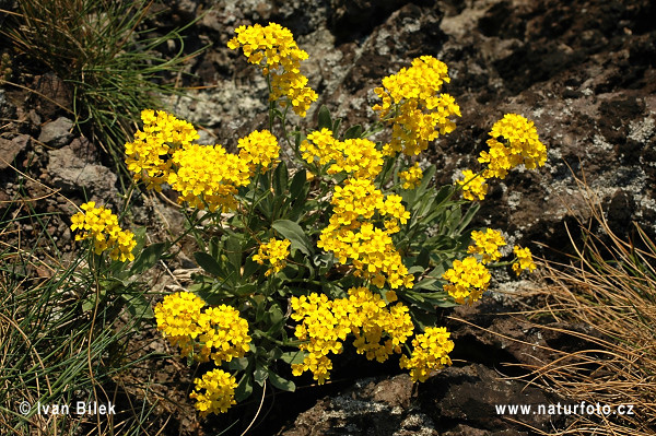 Aurinia saxatilis