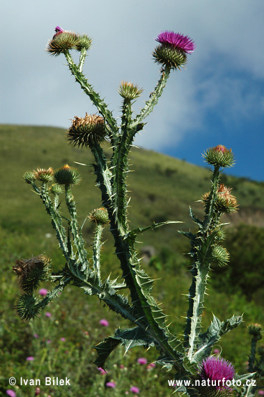 Cardo borriquero, Toba