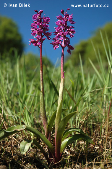 purple orchid photo
