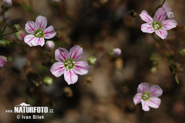 Gypsophila muralis