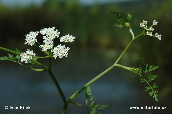 Oenanthe aquatica