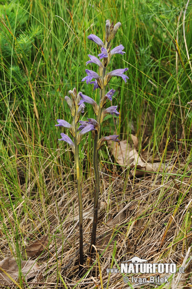 Phelipanche purpurea subsp. purpurea