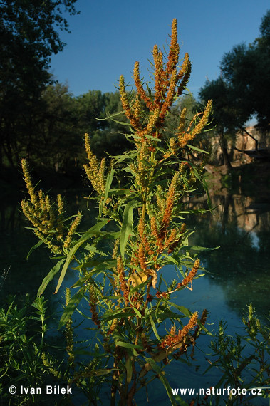 Rumex maritime - Oseille de mer - Patience maritime