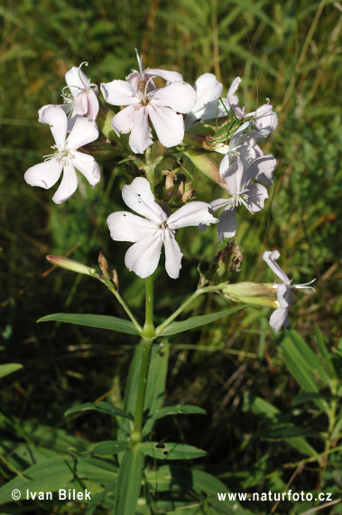 Saponaire officinale