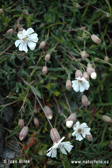 Silene uniflora