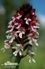 Aangebrande orchis