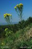 Aster linosyris