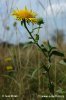 British Yellowhead