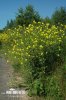 Bunias orientalis