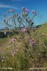 Centaurea stoebe