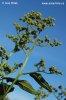 Chenopodium hybridum