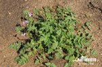 Common Stork's-bill