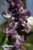 Corydalis cava