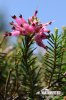 Erica carnea