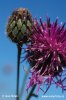 Greater Knapweed