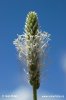 Hoary Plantain