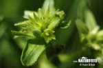 Lesser Chickweed