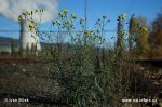 Narrow-leaved Ragwort