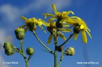 Narrow-leaved Ragwort