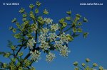 Poison Hemlock