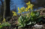 Primevère officinale