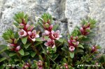 Sea-Milkwort