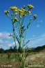 Senecio jacobaea