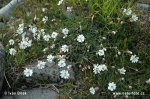 Silene uniflora