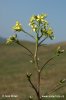 Sisymbrium altissimum