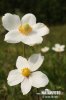 Snowdrop Anemone